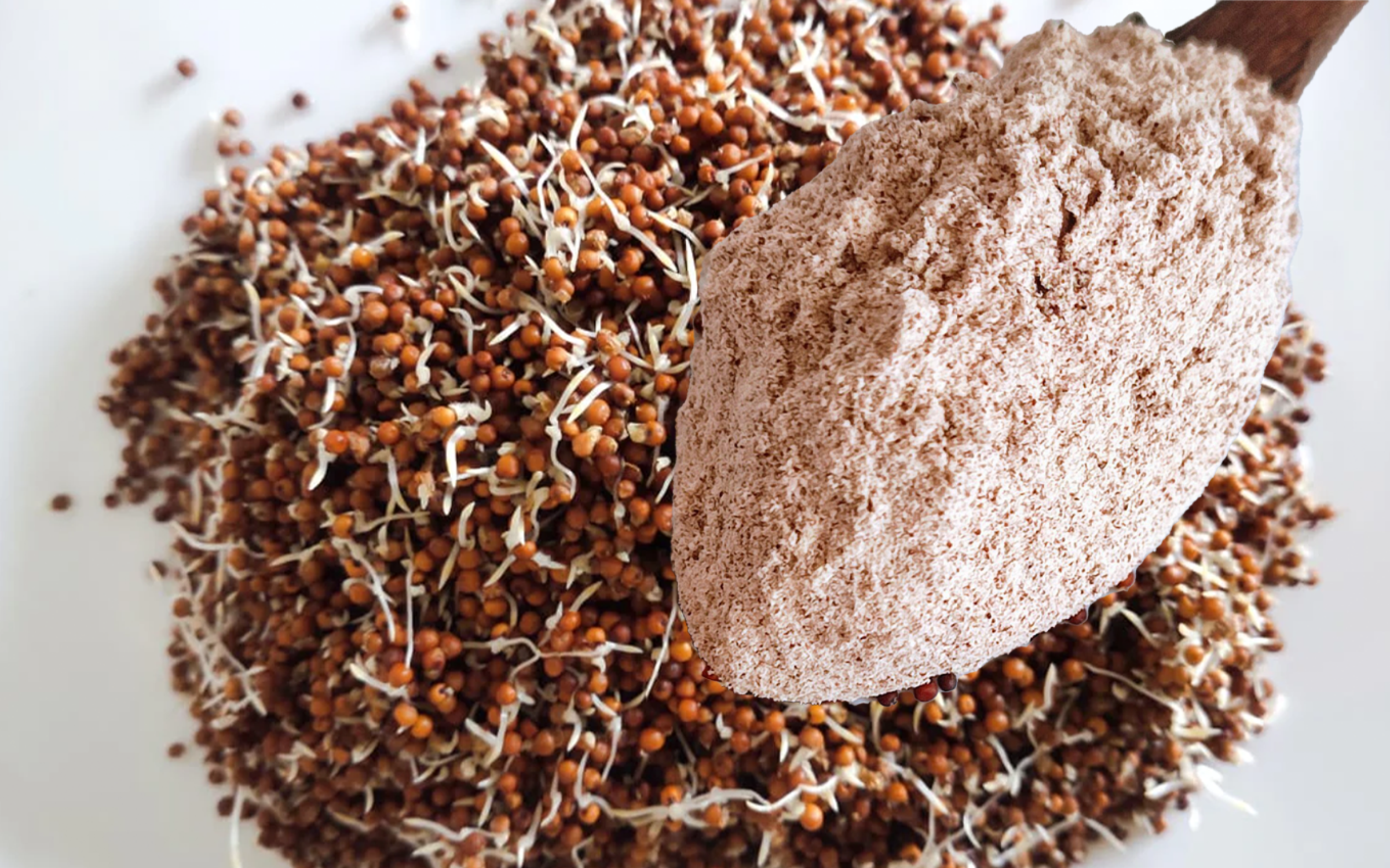 Finger millet