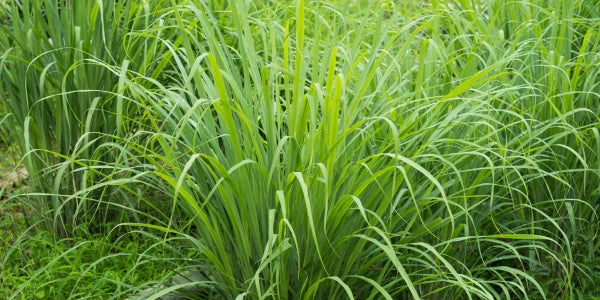 Lemongrass