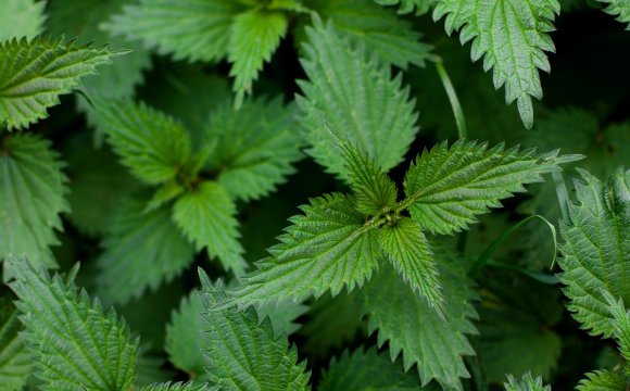Nettle