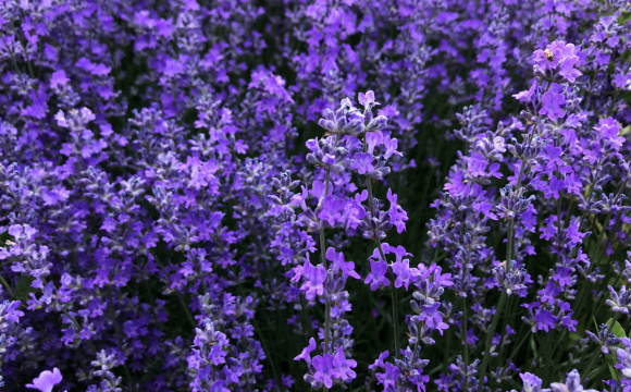 Lavender