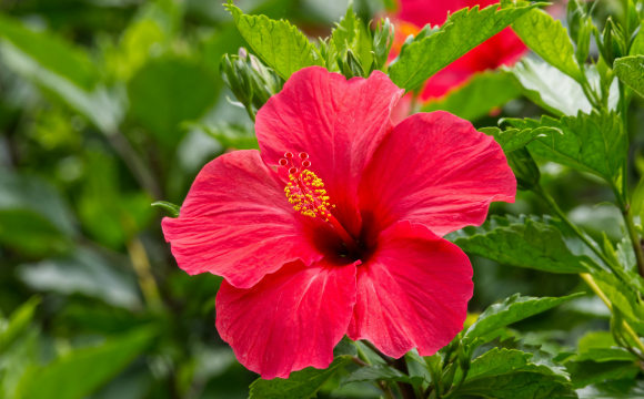 Hibiscus