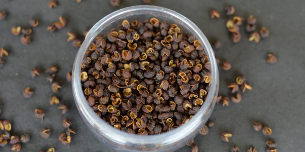 Timur (Schezwan Pepper)