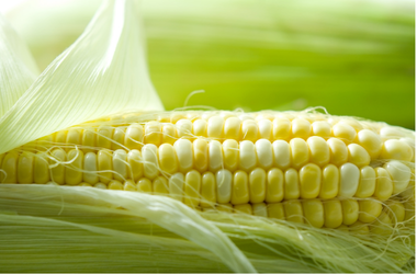 White Corn